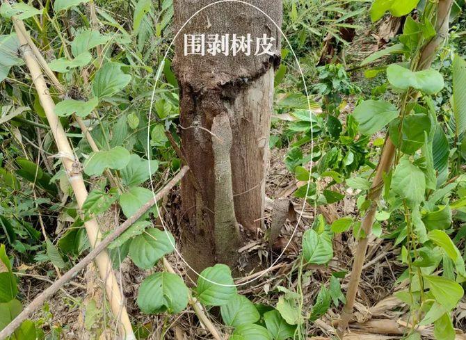 鼎点平台注册:中央生态环保督察:云南省部分市州严重破坏森林生态